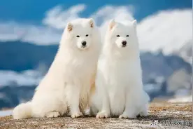 萨摩耶是哪个国家的品种？雪橇三傻的微笑天使，你会想养它吗？图片