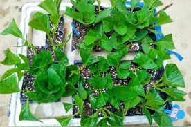 8种洋气花，想养不用买，一片叶子就能插一盆，现在扦插正当时图片