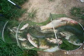 盛夏野钓，除了鲢鳙好钓，这4种鱼也好钓图片