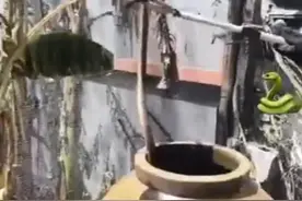 好吓人！家里竟然藏了7条剧毒眼镜蛇，十多只鸡被咬死！有多毒？图片