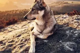 包办婚姻的后代——捷克狼犬，身价超高图片