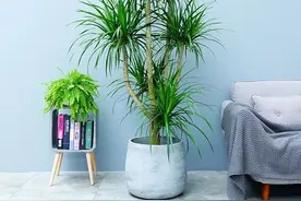 龙血树，花卉里的“万岁爷”，家里养一盆，霸气镇宅图片