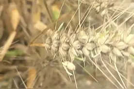 河南！收割机的最后一公里，对中国粮食安全会造成怎样的后果？图片