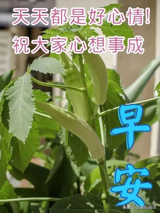 创意唯美亲人朋友早上好祝福语图片大全免打字 清晨早安问候语图片