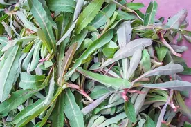 今天聊聊，“曲末菜”，到底是个啥？图片