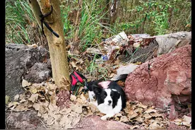 边牧被人拴在荒山的树上，周围没水没食物，只能在原地等着被饿死图片