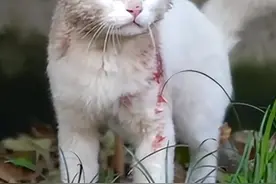 模范老公！公猫浑身是伤，却大胆碰瓷路人，居然是为了自己老婆？图片