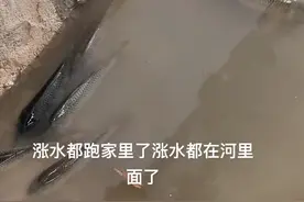 暴雨后，桂林男子家中出现大量鱼群，网友：龙王爷给你的补偿图片
