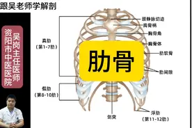 跟吴老师学解剖：肋骨。#命运的齿轮开始转动图片