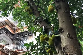 「揭秘行道树」芒果、木菠萝、扁桃…… 南宁街边树上长出的水果能吃吗？图片