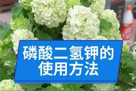 磷酸二氢应该如何使用才能达到理想效果？老花匠谈谈四种方式图片