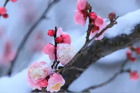 梅花香自苦寒来，十首咏梅的古诗词，梅花的诗意浪漫了整个冬天！图片