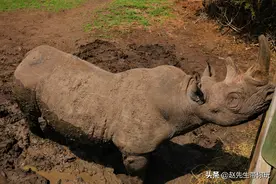 二十年游历分享之205：非洲22：肯尼亚21 世界最后一只雄性白犀牛图片