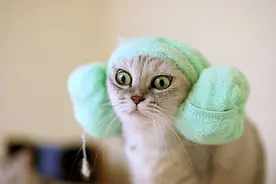 猫癣如何治疗？赶紧收藏吧图片