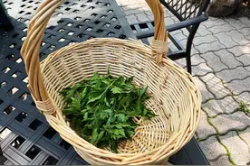 菊花脑又叫菊花菜 - 你吃过吗？图片