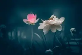 以变应变才能解开死结图片
