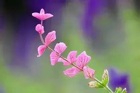 兄弟姐妹之间：会“装”的人，不简单图片