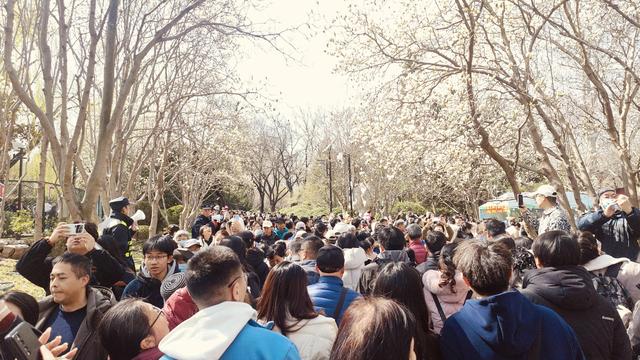 百花公园的玉兰花马上盛开，公园里还举办了“花朝荟”，吃的玩的