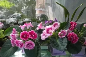 家里缺少光照，就养5种“耐阴花”，没有阳光也能开花图片