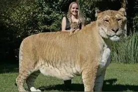 狮子和老虎有生殖隔离，为什么狮虎兽还能交配生下后代？图片