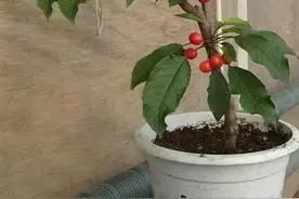 养花不如养它，车厘子盆栽养殖方法，简单5点，产量丰富图片