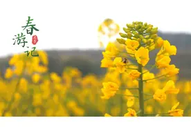 春游记 | 故事的小黄花“藏”不住了图片
