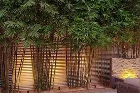 老祖宗的智慧竟然是因为这个原因！门前不栽竹，房后不栽树图片
