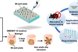 脱发星人有救了！人工毛囊首次体外培育成功，移植后生长了10个月图片