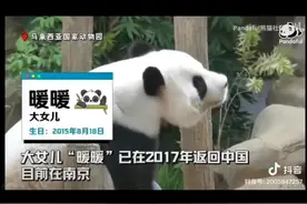 马来西亚熊猫一家4口过的怎样？暖暖是被退回中国吗？图片