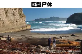 在南极海底发现了拥有50条腿的奇怪生物！传闻中的5个海怪发现图片