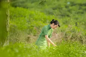 江南两种炒青的对比？浙江龙井茶与江苏金坛雀舌对冲评测，谁胜？图片