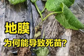 地膜到底该如何用？沤根、死苗等现象才会避免，一定记住三种情况图片
