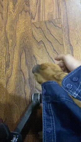 每日一笑：一只狗想刀了你的眼神是藏不住的图片