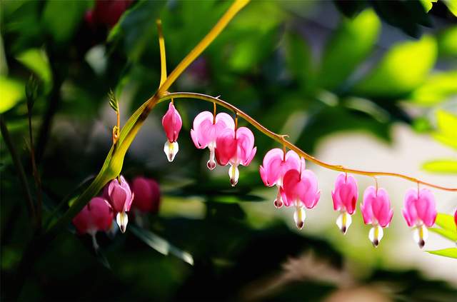 中国洛阳牡丹文化节每日花情专题播报之一含苞欲放