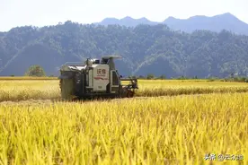 2022年南北水稻局部欠收，稻谷价格小幅上升，优质优价明显图片