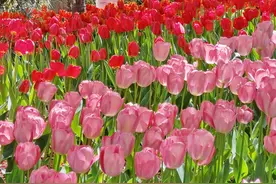 实拍！青岛市植物园！郁金香盛放图片