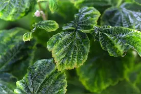 植物缺钾叶子发黄，但也要看是老叶还是嫩叶，还要看发黄部位图片