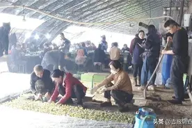 春耕播种忙，育好“致富苗”！农安县为今年香瓜增产增收抢占先机图片