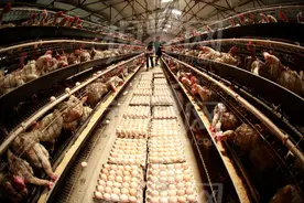 养殖业如何选择养殖品种？同等资金，养牛利润高还是养羊利润高？图片