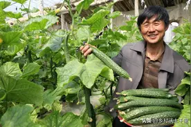 黄瓜要打顶摘心吗？黄瓜长多高要打顶？看完就明白了图片