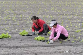 移栽白菜和萝卜，这几个小技巧不能不学，栽一棵活一棵，效果超棒图片
