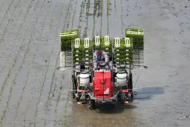 28小时卖出10万斤东北米 京东11.11自有品牌惠寻迎来开门红图片