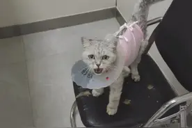 猫肠道异物的案例分享——北京中农国际动物医院魏广辉图片