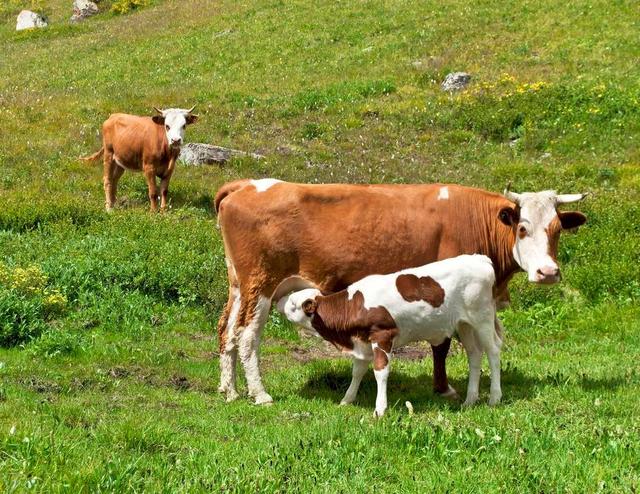 牛流产的原因是什么？牛流产后恢复用什么药？本文为您讲解