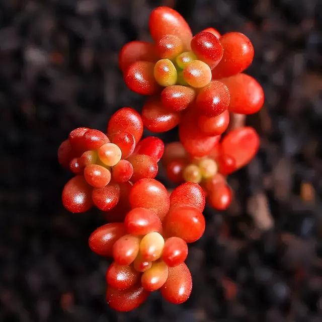270种常见多肉图谱，一分钟认全！