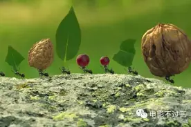 《昆虫总动员》：小小世界大惊喜，萌萌昆虫惹人爱！图片