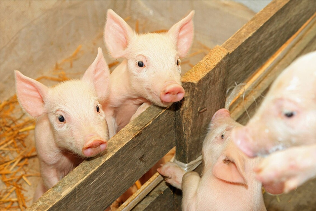 猪饲料中钙磷比例多少合适？猪饲料中添加什么长得快？本文告诉你