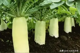 要想萝卜长得大，叶子打理很重要，你知道怎么打理萝卜叶子吗？图片