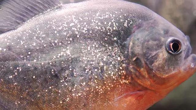 食人鱼有多恐怖，食人鱼真的会攻击人类吗？我们该如何自救呢？