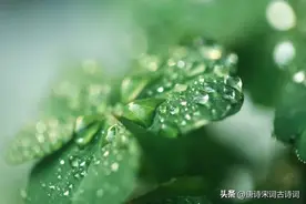 露似真珠月似弓图片